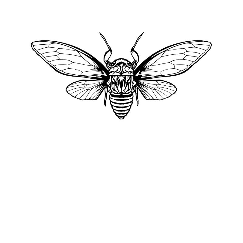 Cicada Cicada Brood Insect