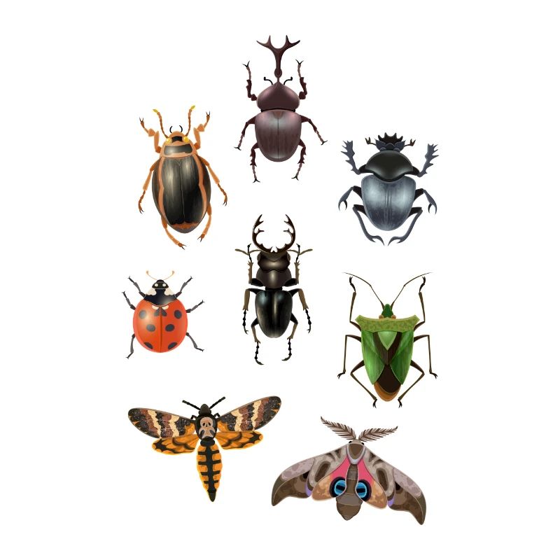 Papillon de papillon insectes papillon cadeau