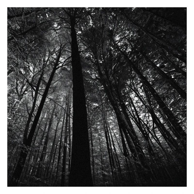 dans la forêt