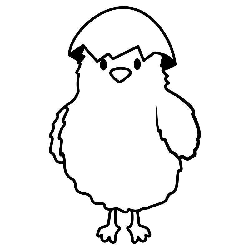 Chicks with eggshell on the head