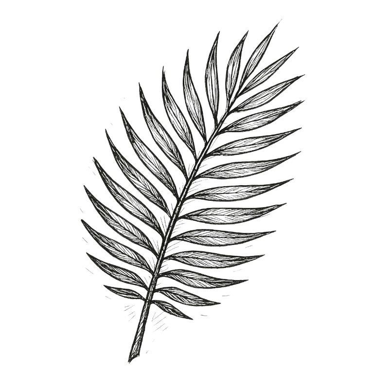 Black Palm Leaf Sketch