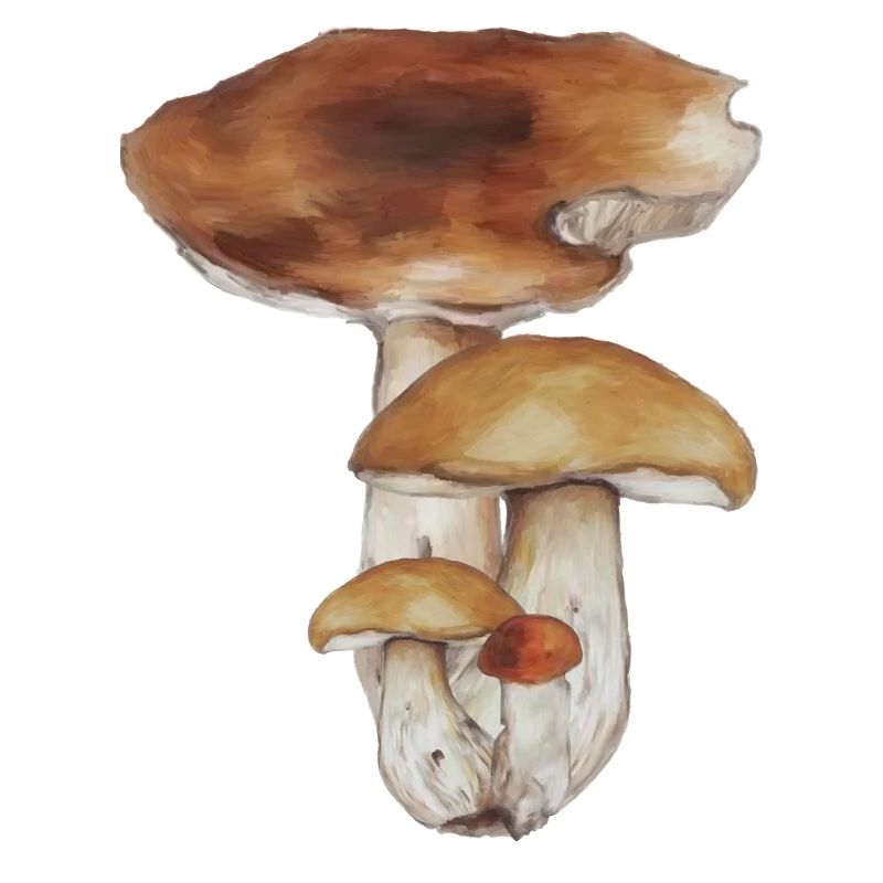 Forest Mushroom Watercolor Pattern