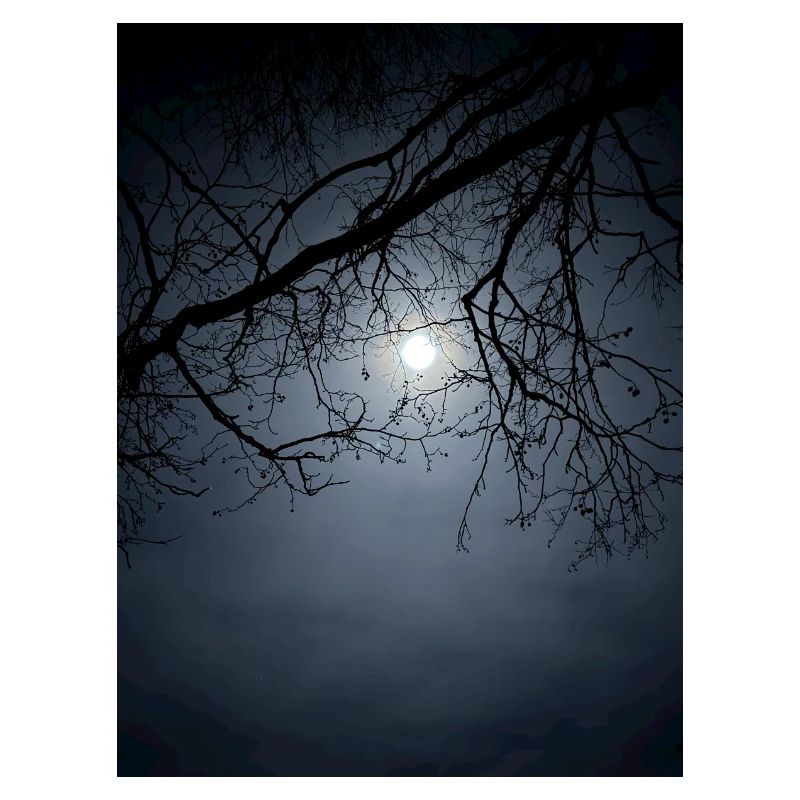 Moonlight silhouette with branches