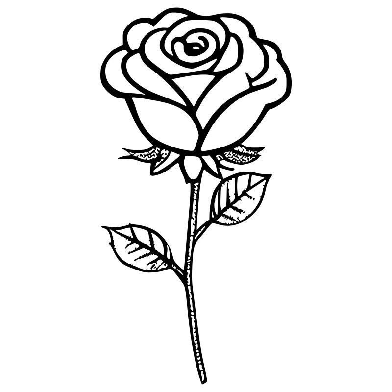Rose as vector graphic