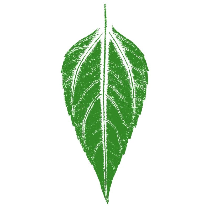 Leaf Jerusalem artichoke