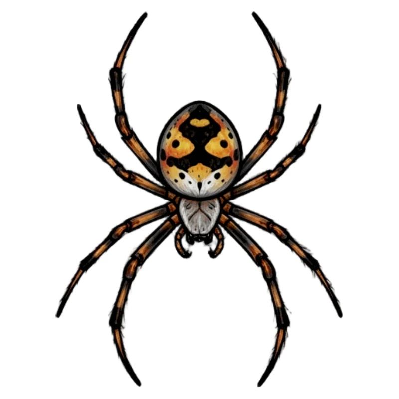small spider