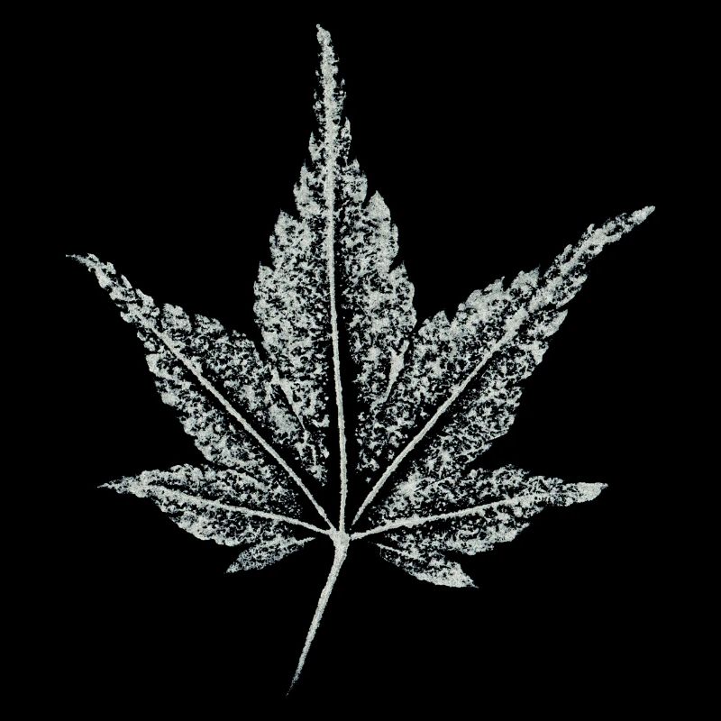 Maple Leaf - Ornamental Maple