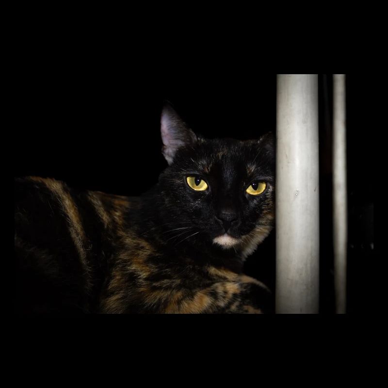 le chat noir