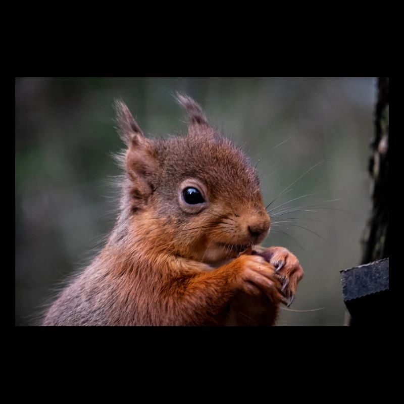 Rotes Eichhörnchen, das aus nächster Nähe isst
