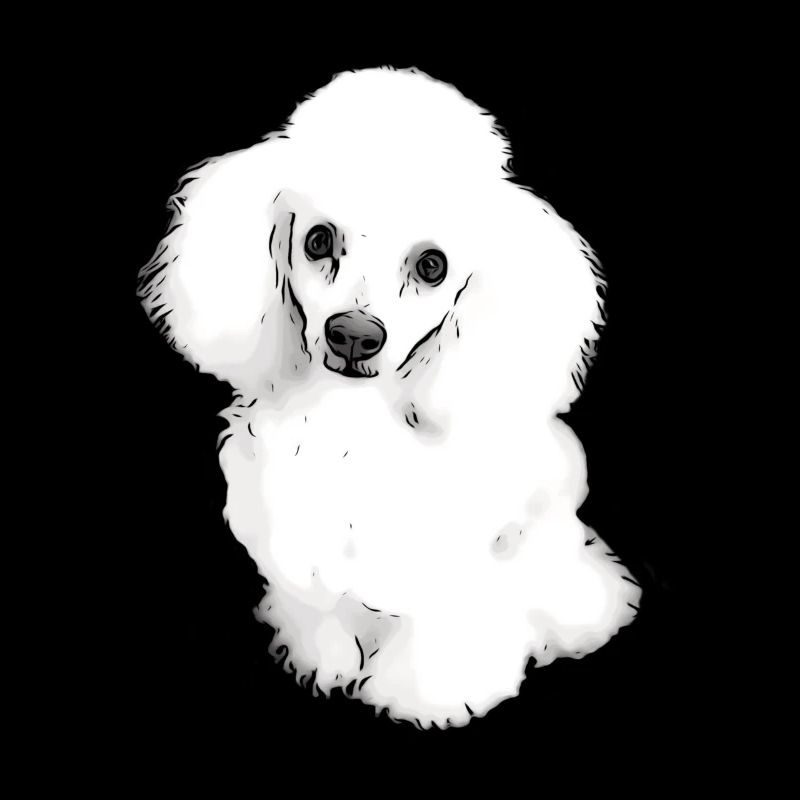 Chiot doux caniche