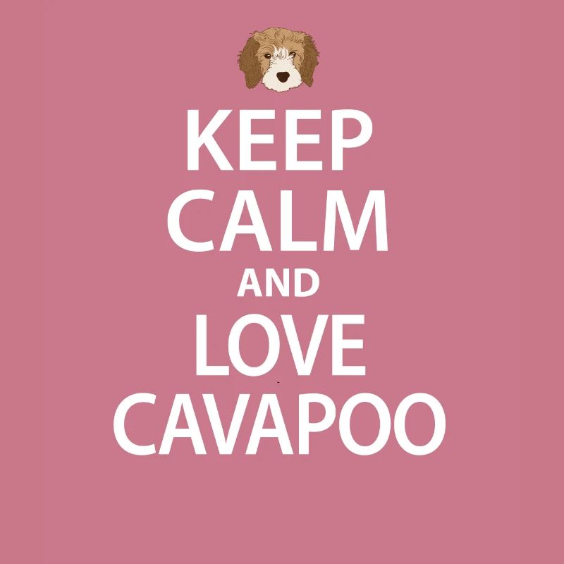Cavapoo dog