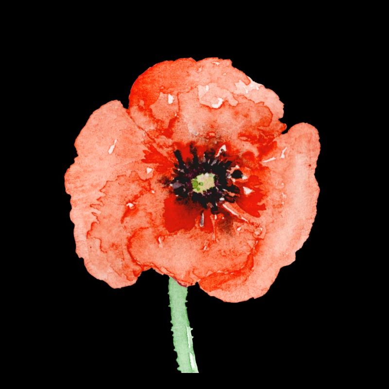 Mohnblume