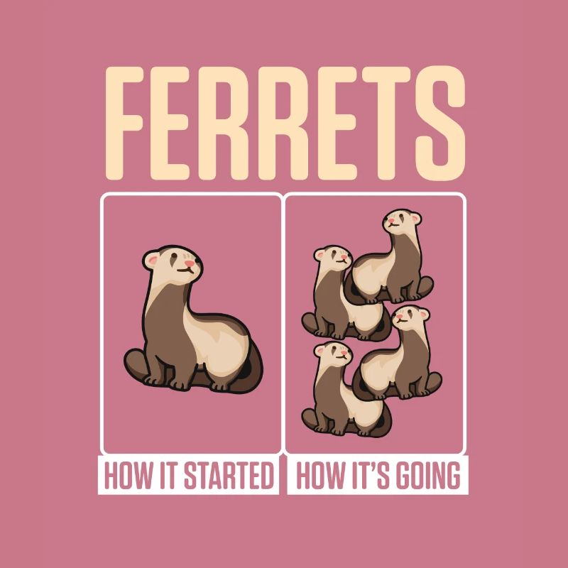 Weasel Cute Ferrets How It Started How It's Going