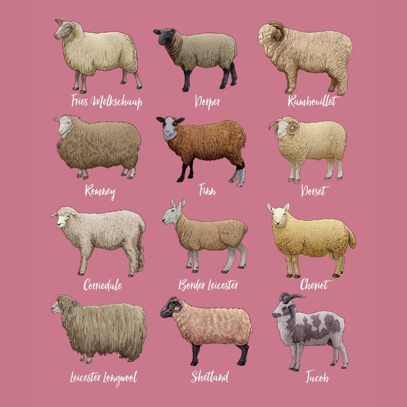 Sheep Drawings - Sheep Breeds