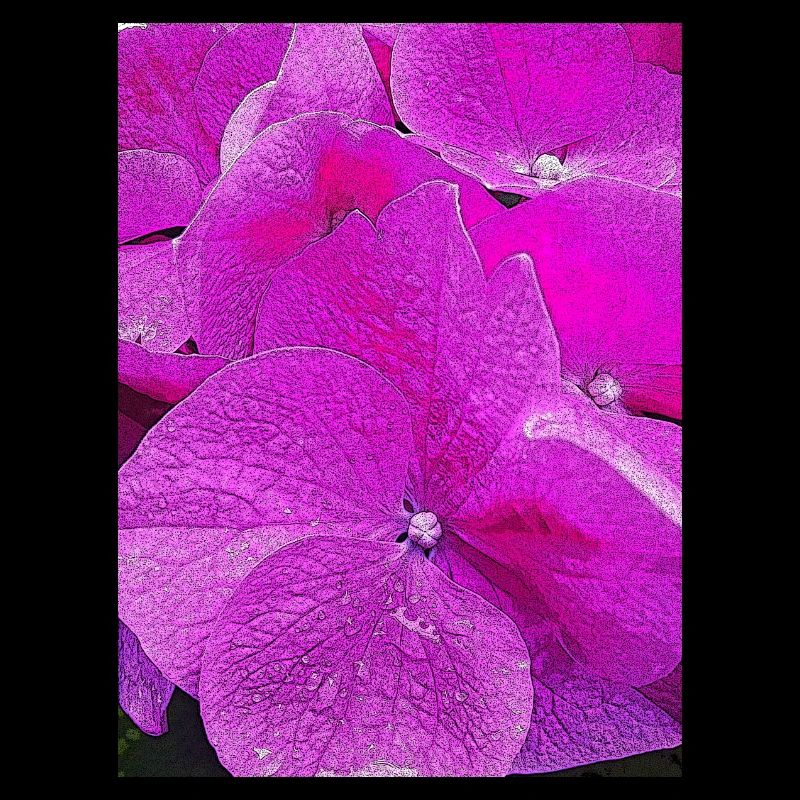 Hydrangea, Hydrangea