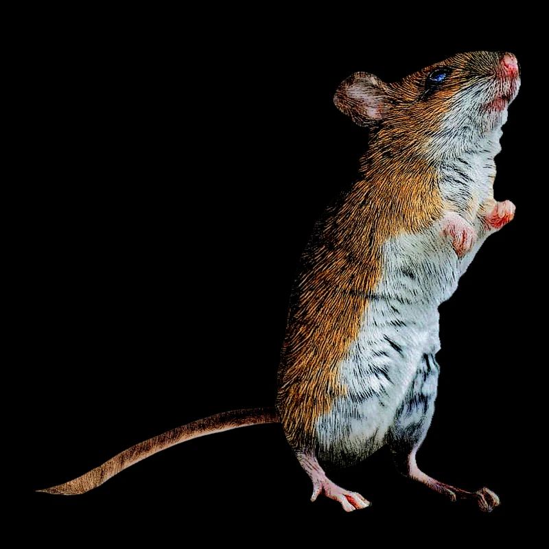 Feldmaus