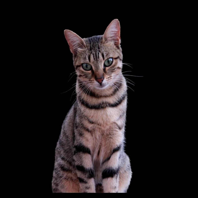 Chat chat chaton doux