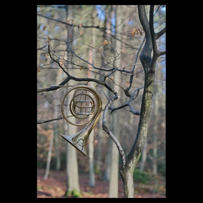 Une corne sur un arbre dans les bois