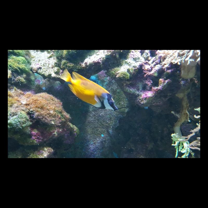 Fisch
