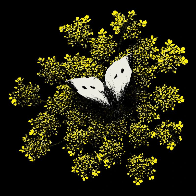 papillon fleur rétro vintage chou mouche blanche