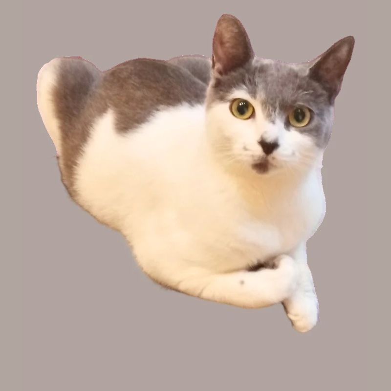 Mignon Compagnon de chat