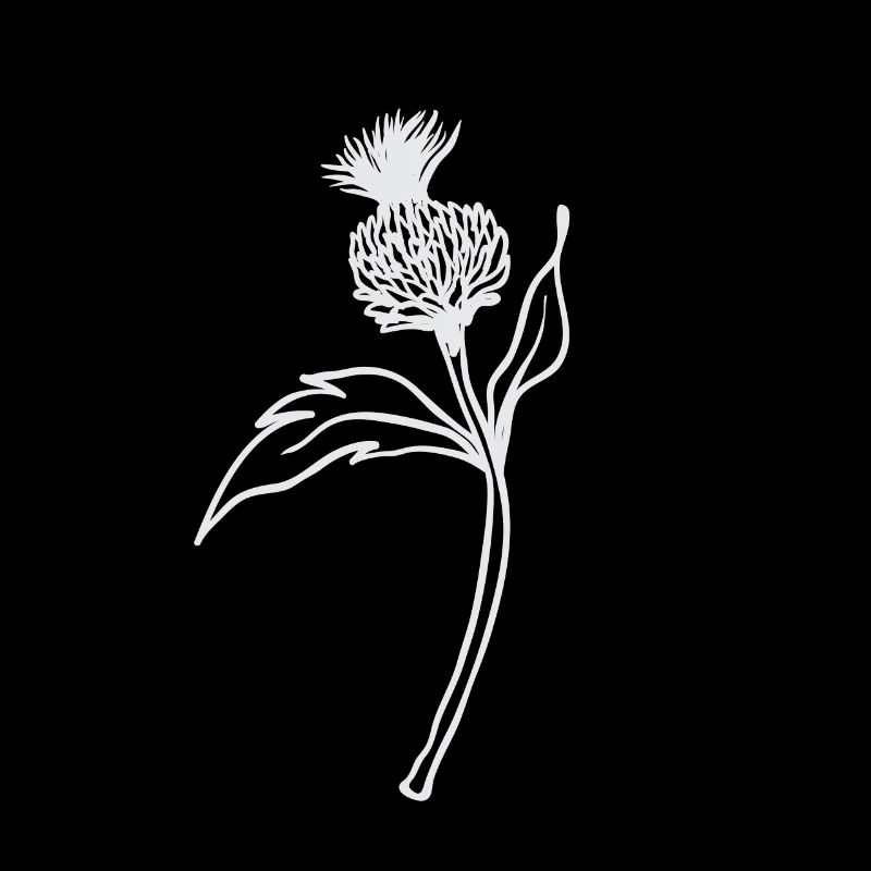 Chardon / Ecosse - fleur sur une tige