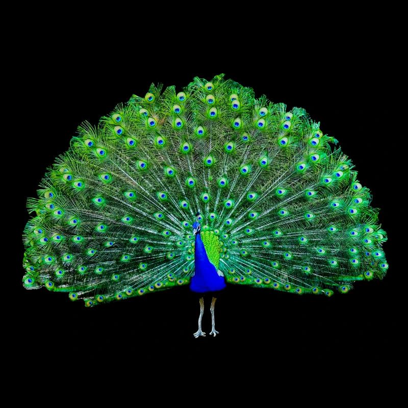 Vert paon, bleu