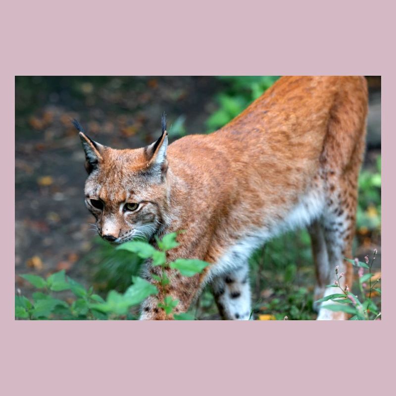 Eurasischer Luchs oder Nördlicher Luchs