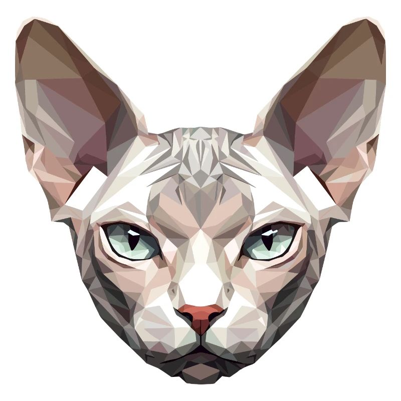 Sphynx Chat Sphynx Chat Chat Canadien Sphinx mignon