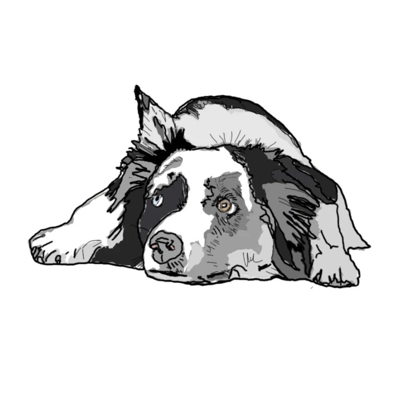 Australian Shepherd