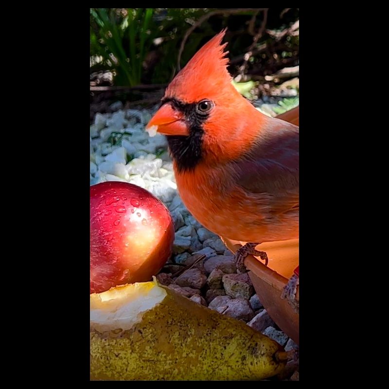 Nördlicher Kardinal