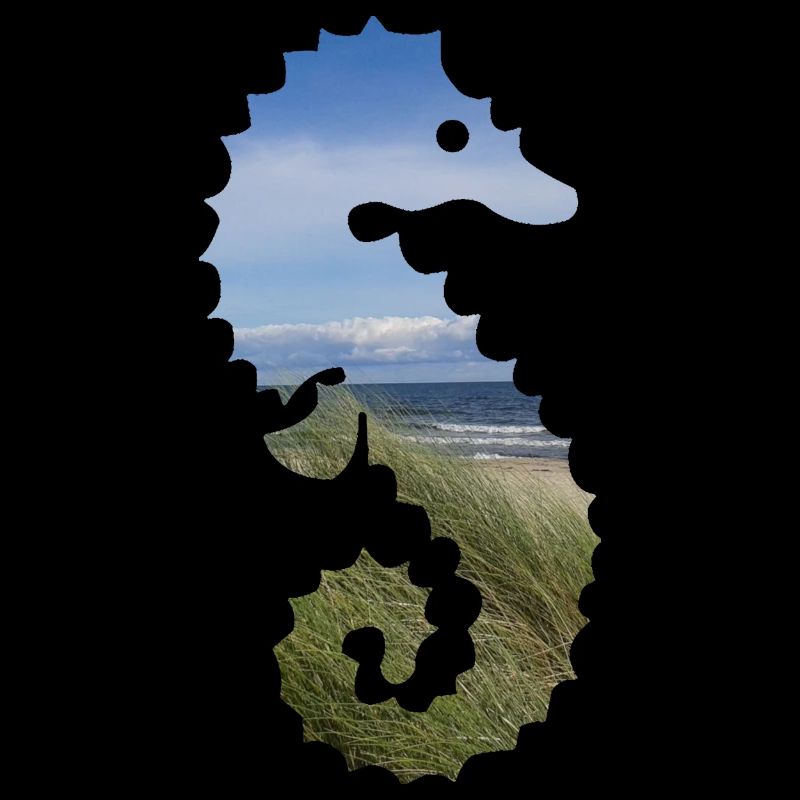 Seepferdchen Ostsee