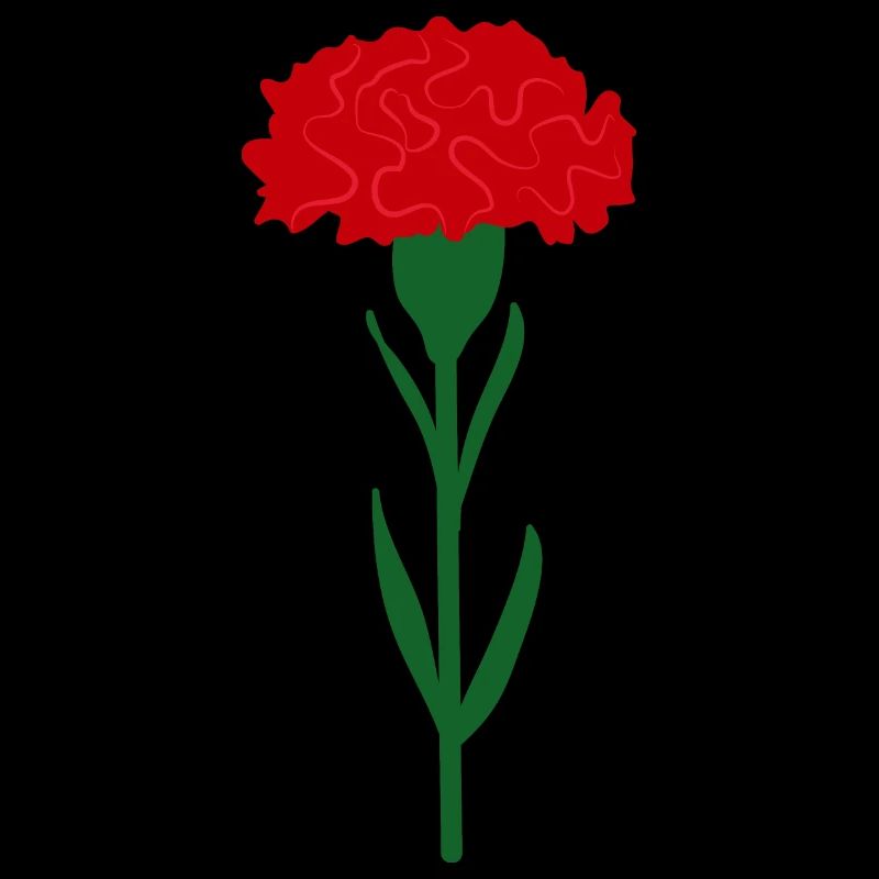 Single bright red carnation flower
