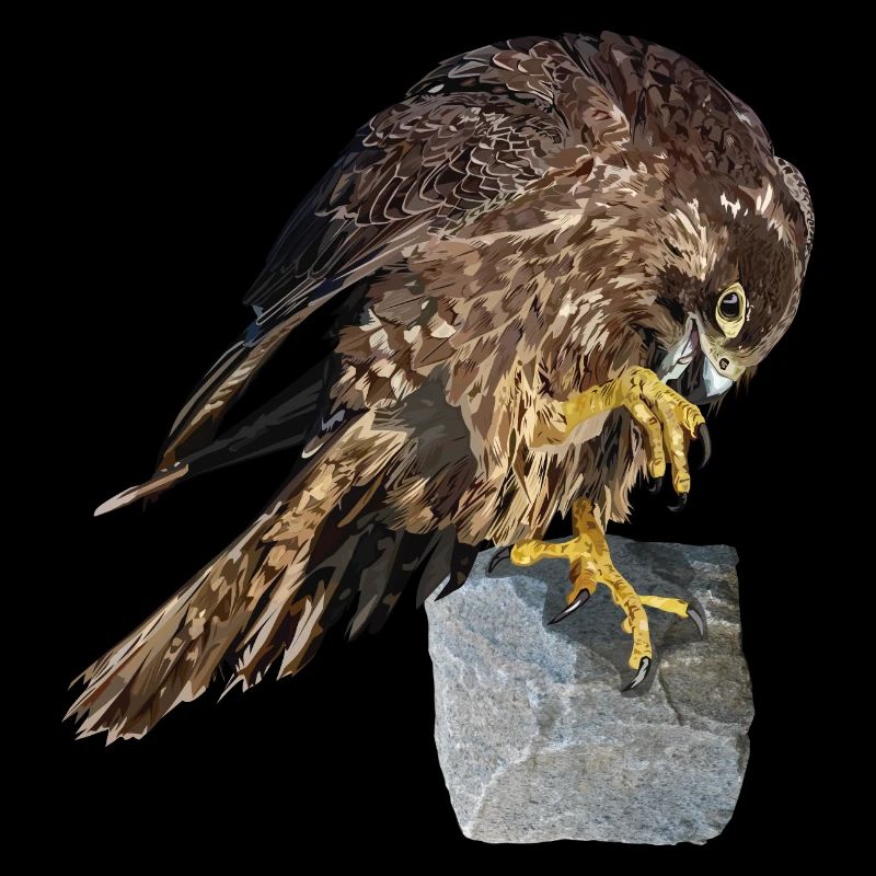 Wanderfalken