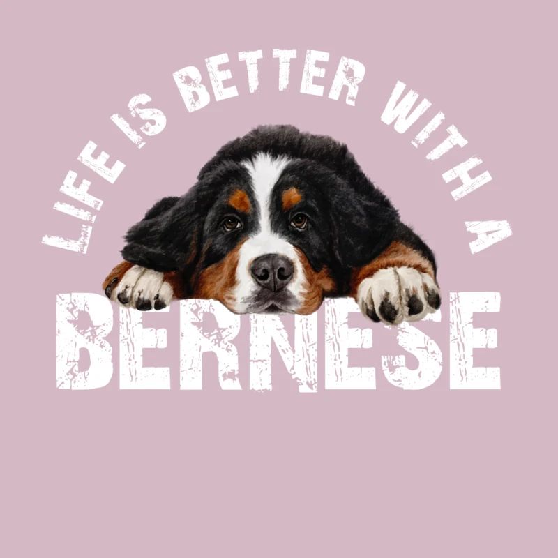 Bouvier bernois
