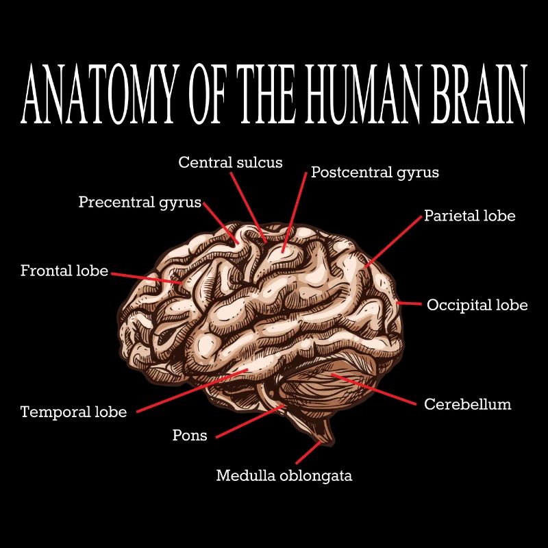 ANATOMIE DES GEHIRNS NEUROWISSENSCHAFT GESCHENK