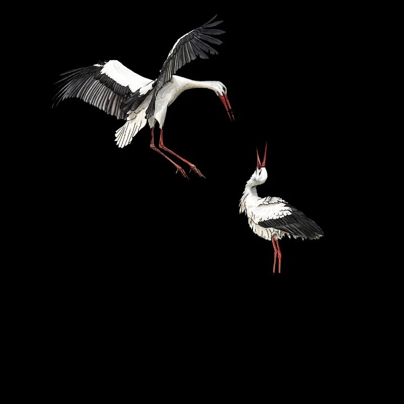 White storks at the nest