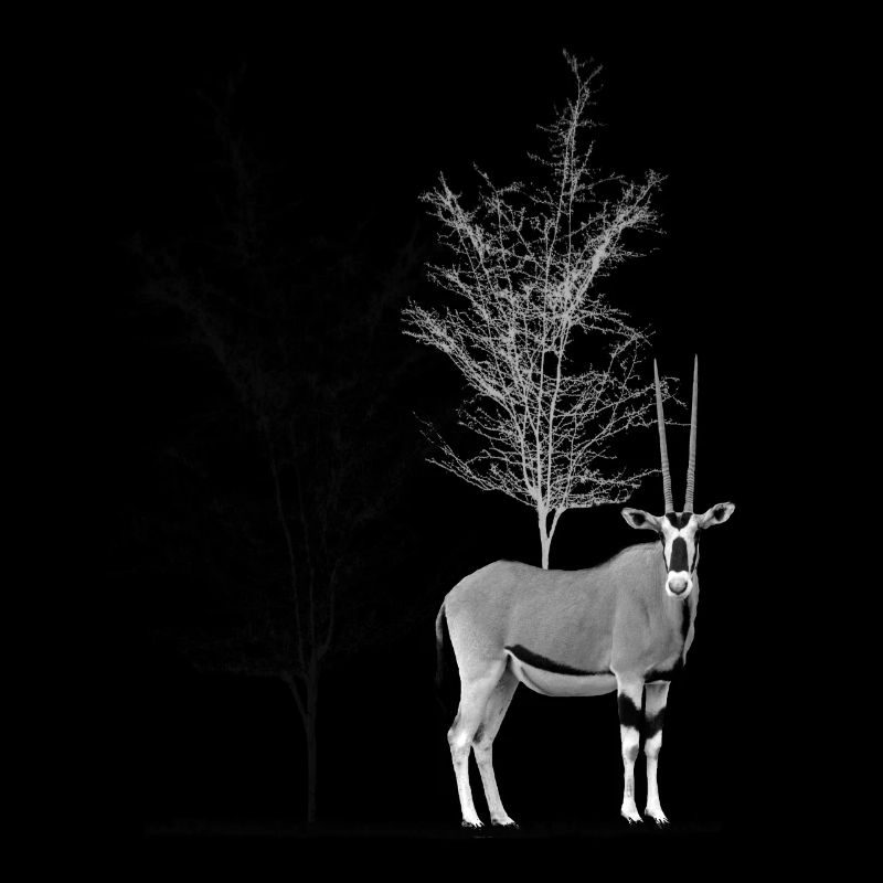 Oryx mit Bäume - Antilope in Afrika