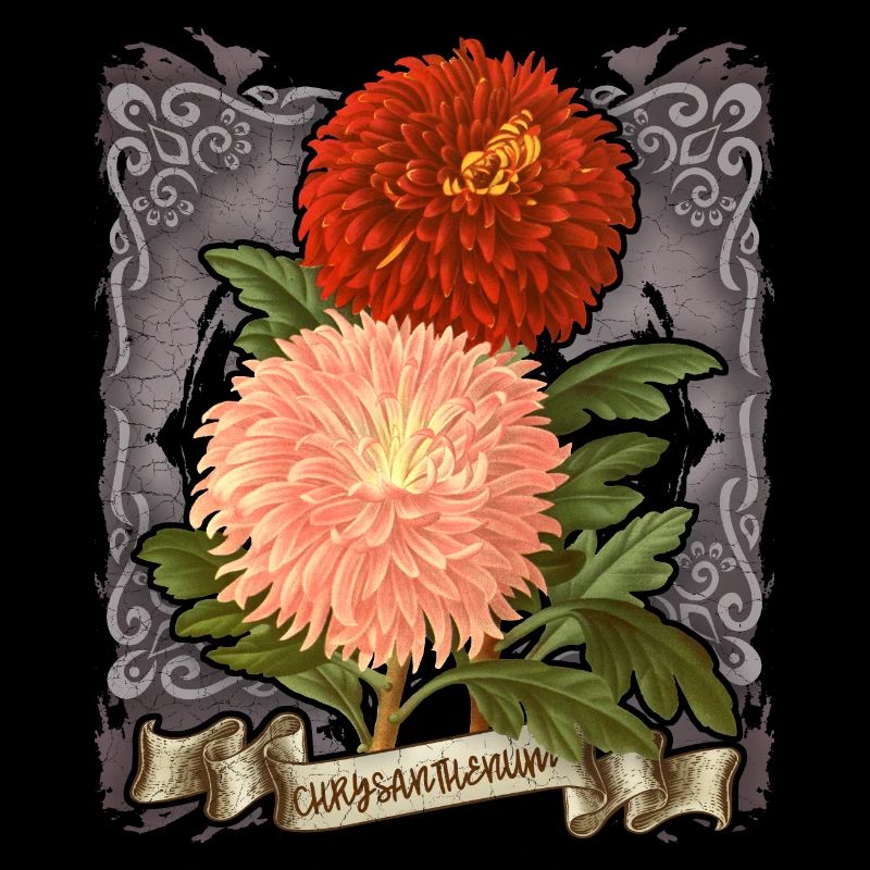 Illustration botanique de fleur de chrysanthème vintage
