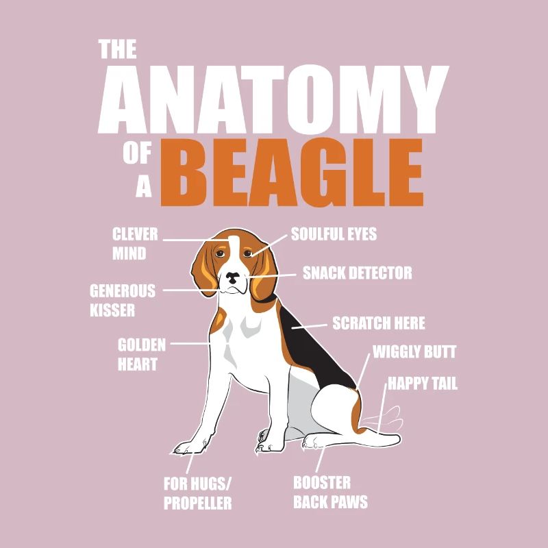 Die Anatomie eines Beagles - lustige Hundebilder