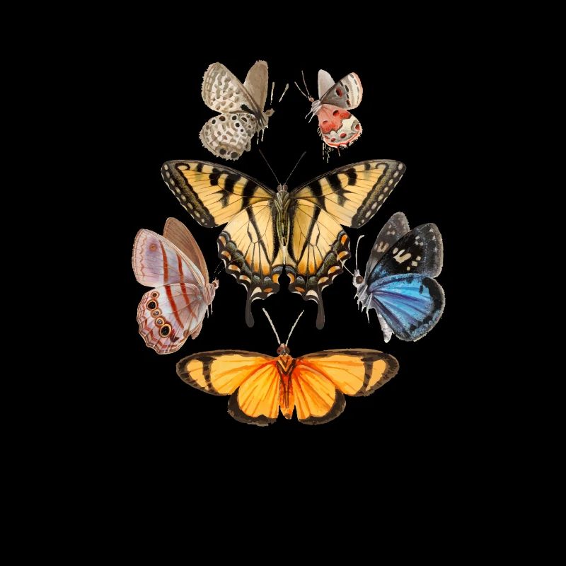 butterfly