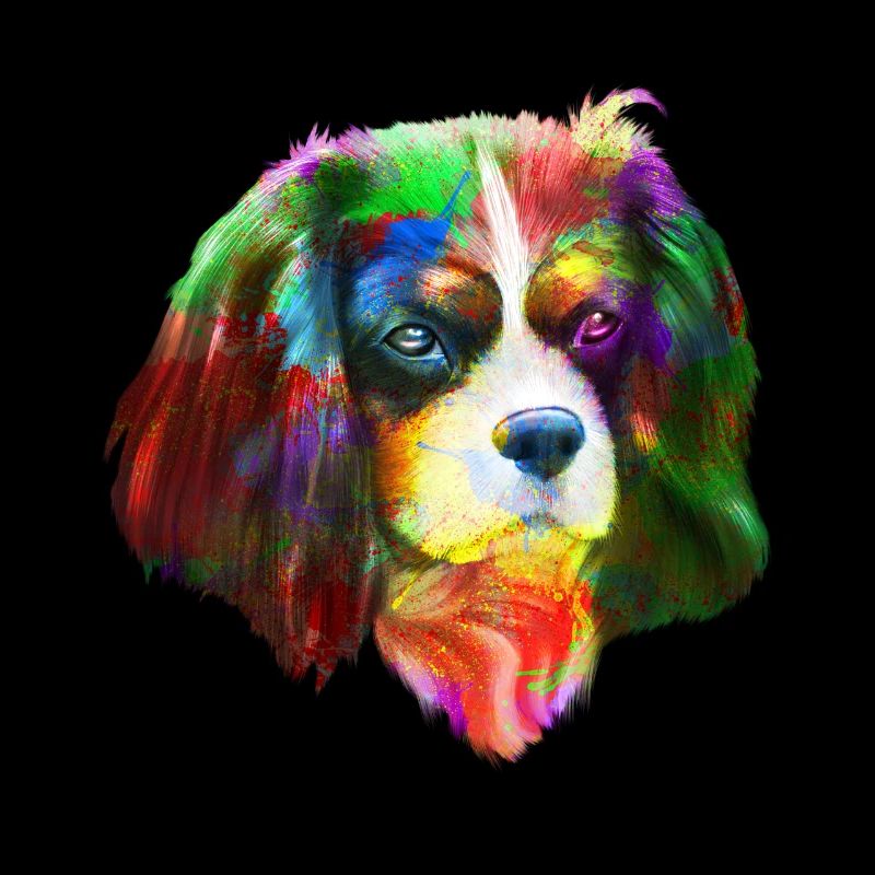 Chien Cavalier King Charles Spaniel