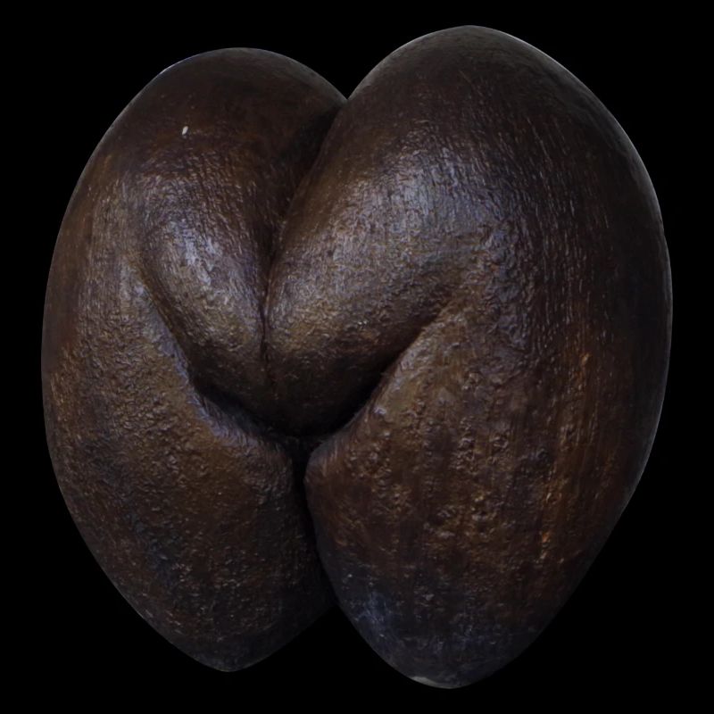 Coco de Mer Seychelles Booty Butt