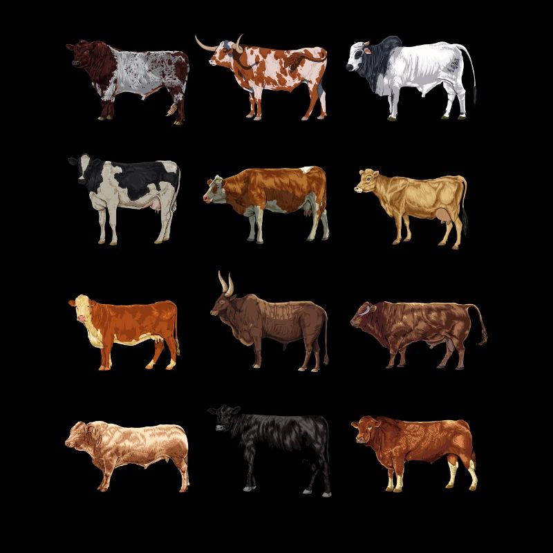 Dessins de vaches - races bovines