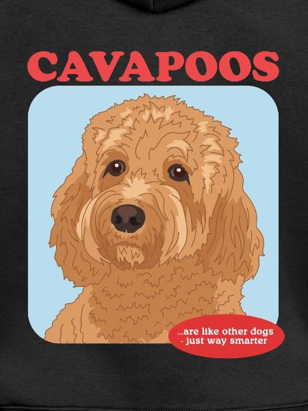 Cavapoo hunde Cavoodle hund ejer gave