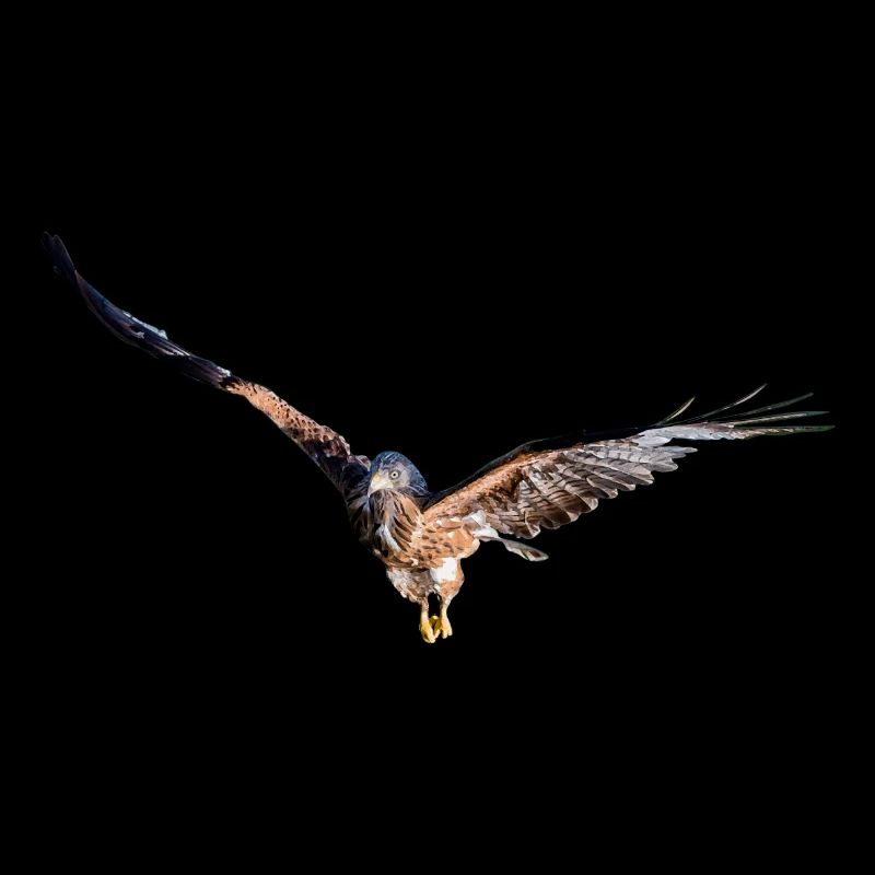 Greifvogel, Rotmilan, Gabelweihe, Königsweihe