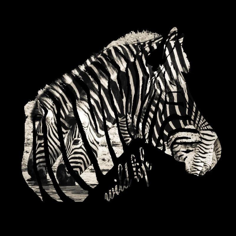 Zebra Herde Wildlife