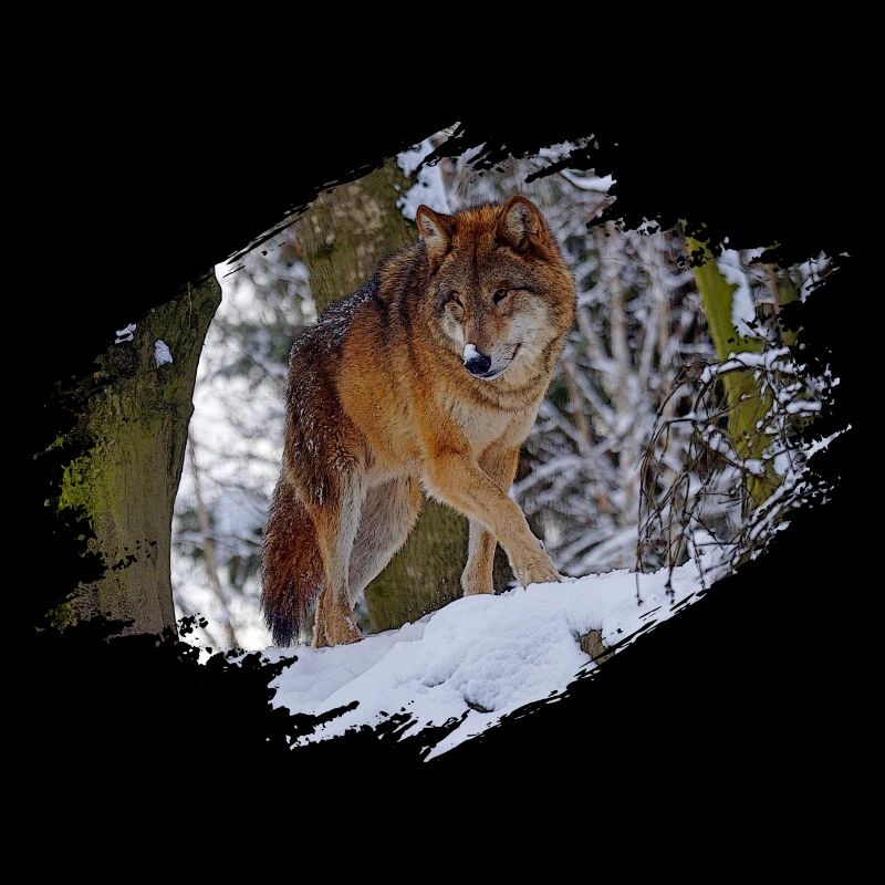 Wolf