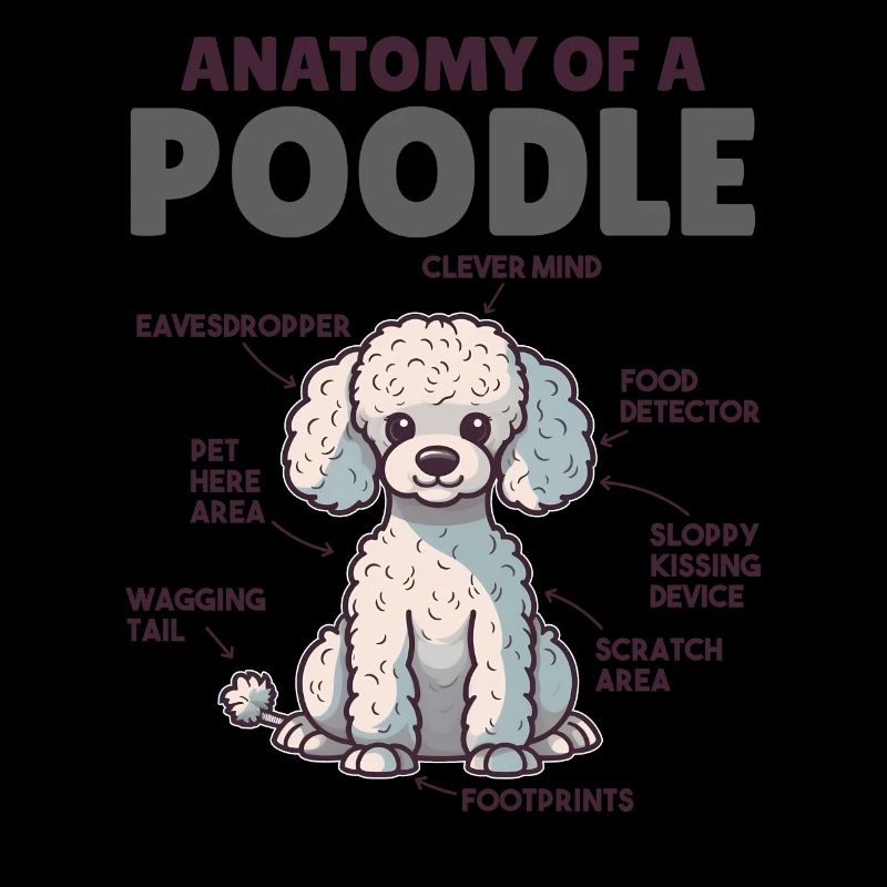 Explication du chien Anatomie d’un caniche