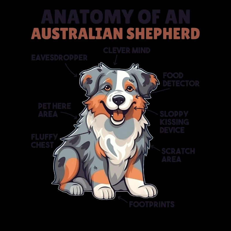 Explication du chien Anatomie d’un berger australien